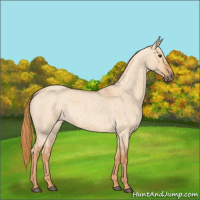 Horse Color:Red Dun Roan 