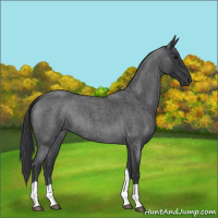 Horse Color:Blue Roan Tobiano