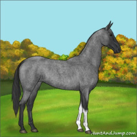 Horse Color:Blue Roan Tobiano 