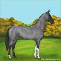 Horse Color:Blue Roan Tobiano 