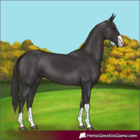 Horse Color:Smoky Black 