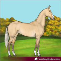 Horse Color:Silver Buckskin Dun 