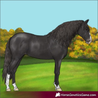 Horse Color:Smoky Black Sabino Appaloosa 