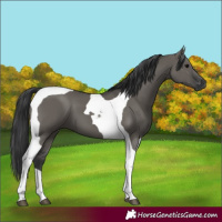 Horse Color:Grullo Tobiano 