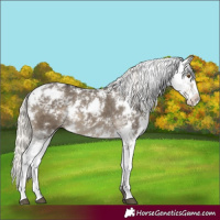 Horse Color:Silver Smoky Grullo Sabino Appaloosa 