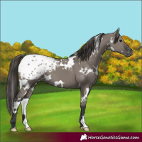 Horse Color:White Spotted Grullo Blanket 
