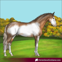 Horse Color:Chocolate Palomino Sabino Frame 
