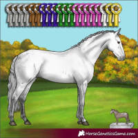 Horse Color:Gray White Spotted Black Appaloosa Rabicano 