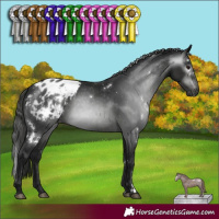 Horse Color:Gray White Spotted Black Appaloosa Rabicano