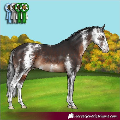 Horse Color:Brown Sabino Rabicano 