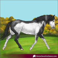 Horse Color:Black Sabino Frame 