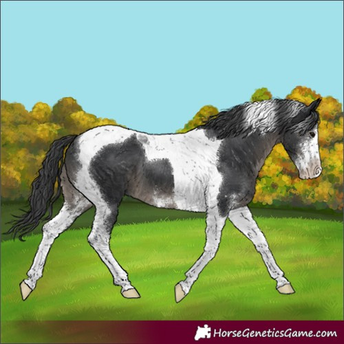 Horse Color:Black Sabino Tobiano 