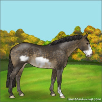 Horse Color:Buckskin Frame 