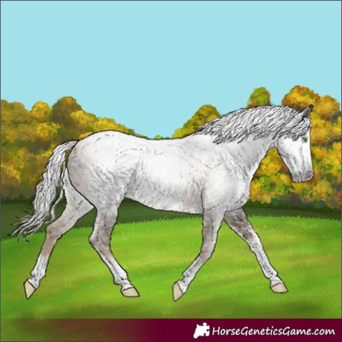 Horse Color:Gray Smoky Black Pearl Sabino Rabicano 