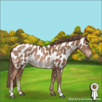 Horse Color:Black Pearl Sabino Appaloosa Rabicano