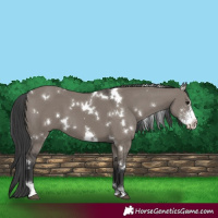Horse Color:White Spotted Grullo Sabino 