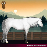 Horse Color:Gray Grullo 
