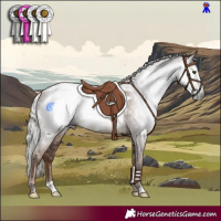 Horse Color:Gray Silver Black Pearl Appaloosa Rabicano 