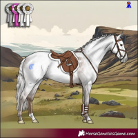 Horse Color:Gray Silver Black Pearl Appaloosa Rabicano 