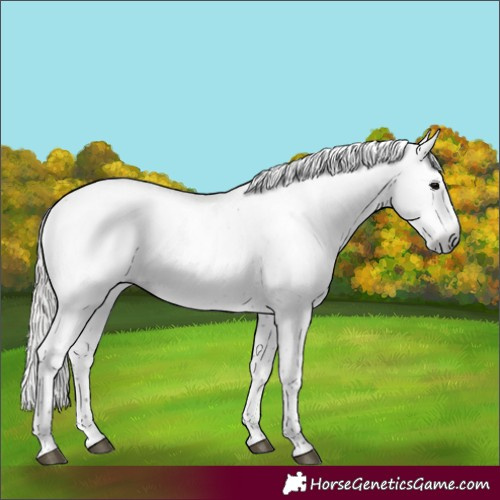 Horse Color:Gray Silver Black Sabino Rabicano 