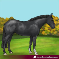 Horse Color:Black 