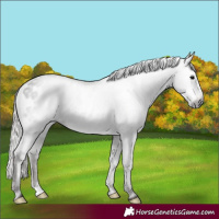 Horse Color:Gray Silver Black Appaloosa 