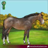Horse Color:Buckskin Sabino 