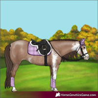Horse Color:Classic Champagne Sabino Rabicano 