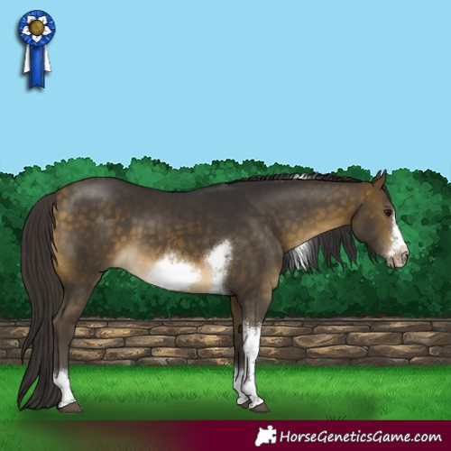 Horse Color:Buckskin Tobiano Frame