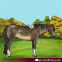 Horse Color:Buckskin Tobiano Frame 