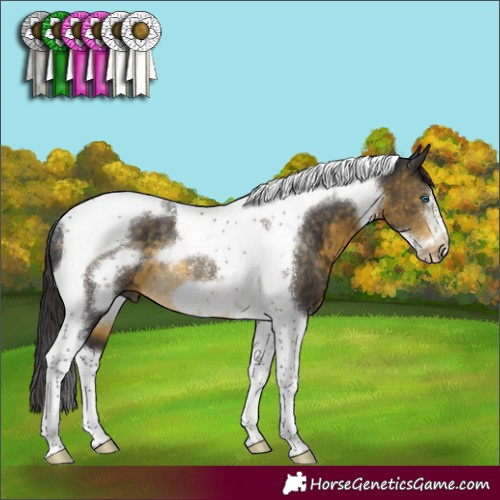 Horse Color:Buckskin Tobiano Frame Rabicano 