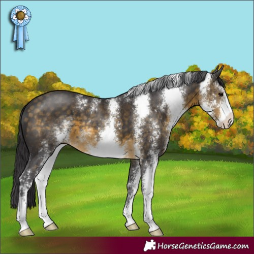Horse Color:Buckskin Sabino 
