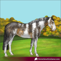 Horse Color:Buckskin Sabino