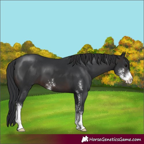 Horse Color:Brown Sabino 