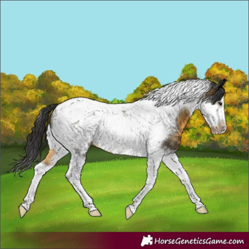Horse Color:Buckskin Tobiano Frame