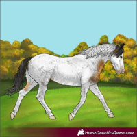 Horse Color:Buckskin Tobiano Frame 