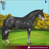 Horse Color:Black Sabino