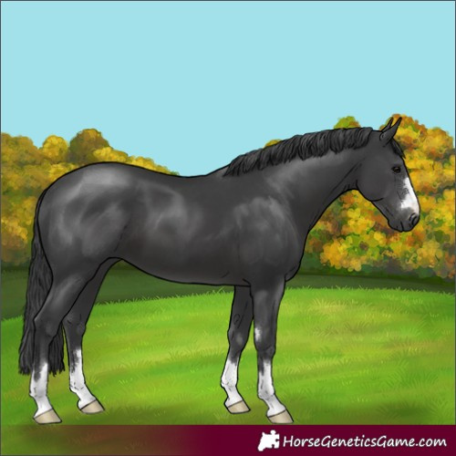 Horse Color:Black 