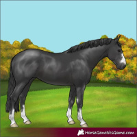 Horse Color:Black 
