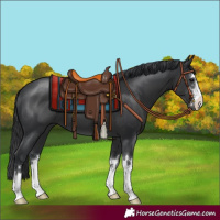Horse Color:Black 