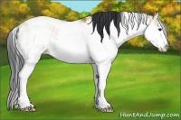 Horse Color:Bay Dun Sabino 