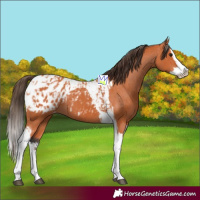 Horse Color:Bay Splash Tobiano Appaloosa and Bay Splash Tobiano Appaloosa