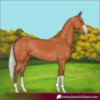 Horse Color:Silver Bay 