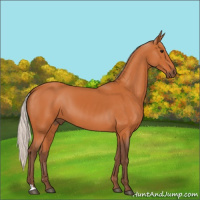 Horse Color:Silver Bay 