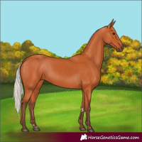 Horse Color:Silver Bay 