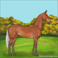 Horse Color:Silver Bay 