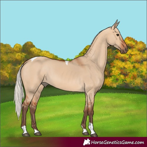 Horse Color:Silver Bay Dun Tobiano 
