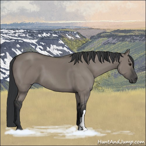 Horse Color:Grullo 