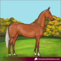 Horse Color:Silver Bay 