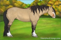 Horse Color:Bay Dun Sabino 